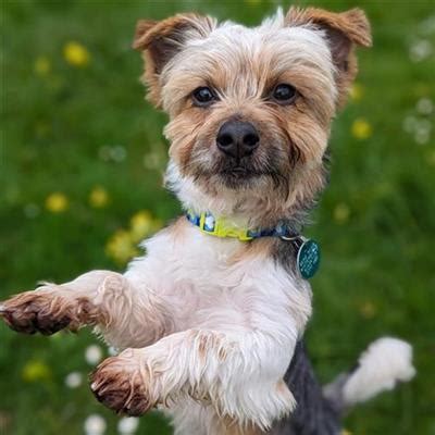 dogs trust charity shop|Dogs Rehoming & Dog Rescue Charity .